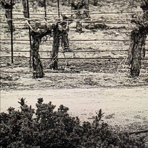 Meet your Posher, Ariel